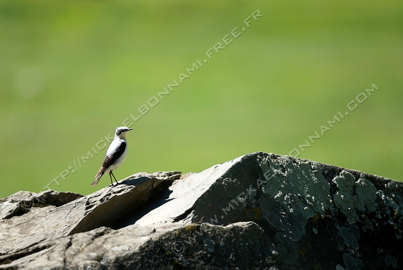NIKON D200 - 300.0 mm f/4.0