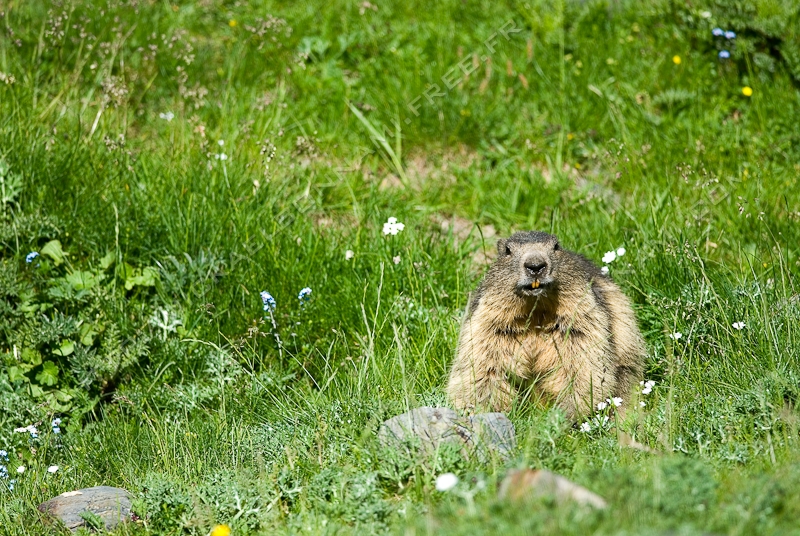 NIKON D200 - 300.0 mm f/4.0