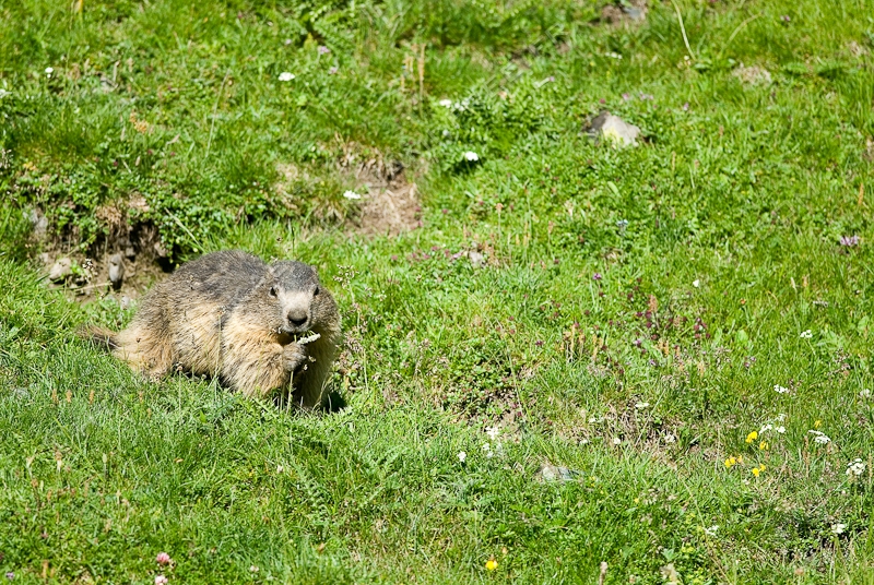 NIKON D200 - 300.0 mm f/4.0