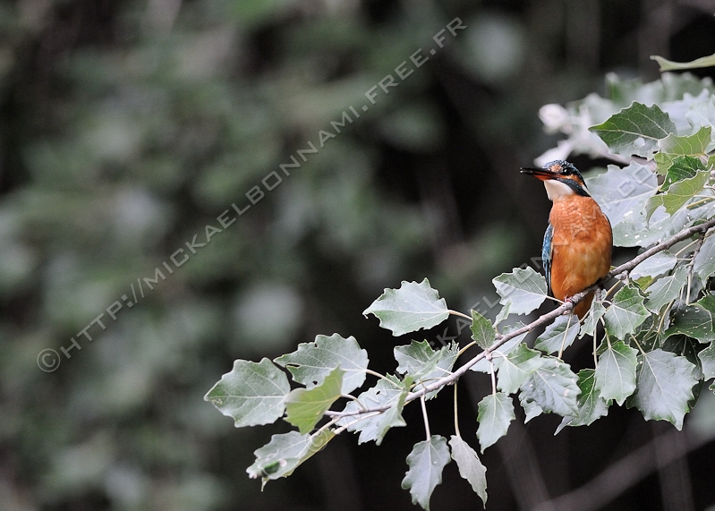 NIKON D300S - 300.0 mm f/4.0