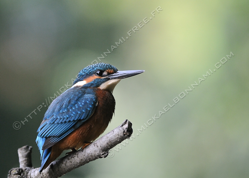 NIKON D300S - 300.0 mm f/4.0