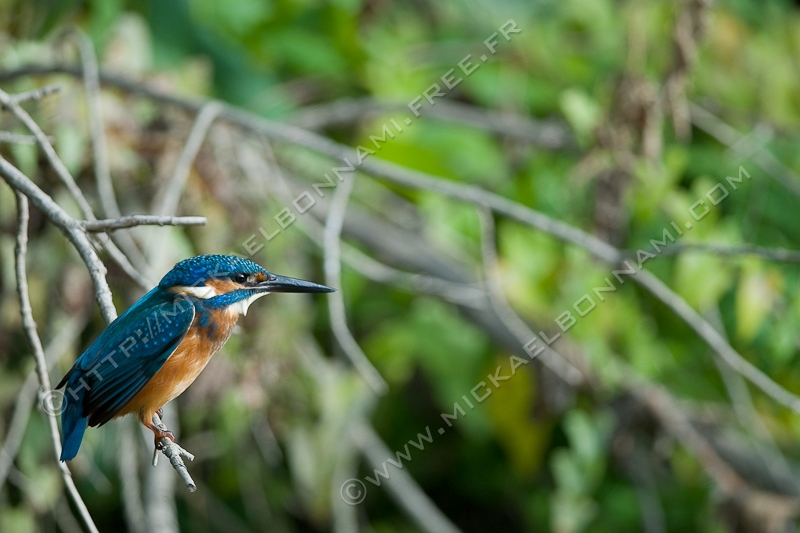 NIKON D200 - 300.0 mm f/4.0