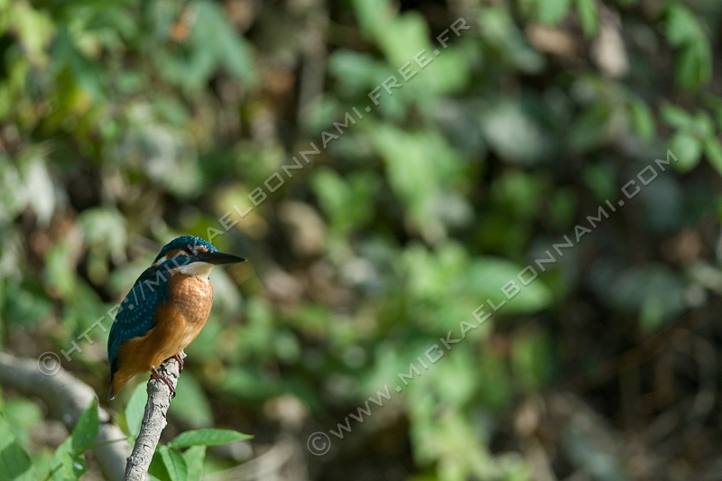 NIKON D200 - 300.0 mm f/4.0