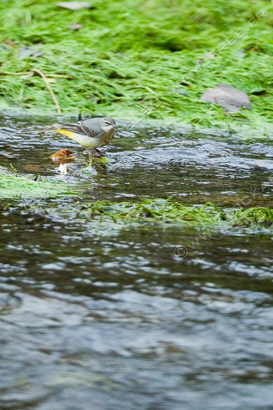 NIKON D200 - 300.0 mm f/4.0