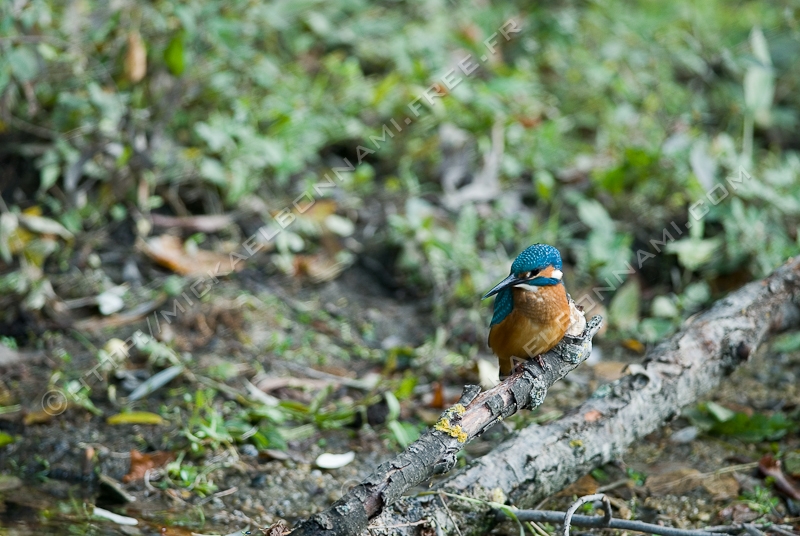 NIKON D200 - 300.0 mm f/4.0