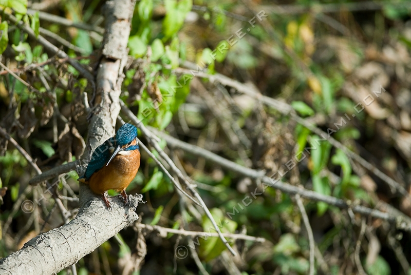 NIKON D200 - 300.0 mm f/4.0
