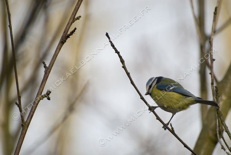 Mésange bleue 1
