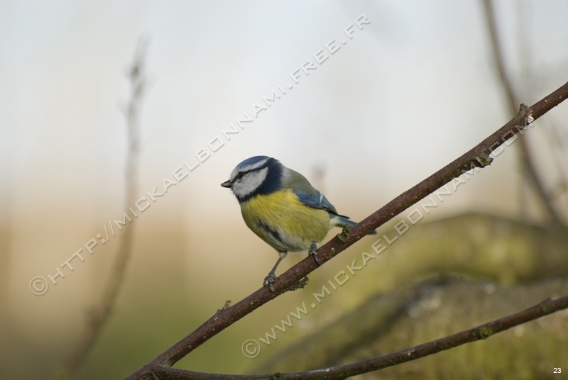 Mésange bleue 2