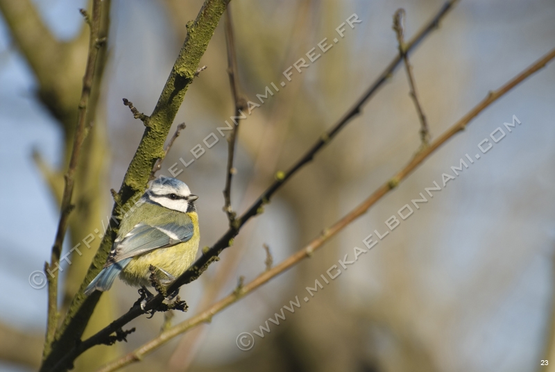 Mésange bleue 4