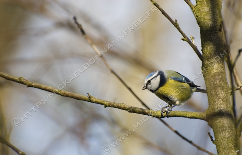 Mésange bleue 5