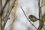 Mésange bleue 1