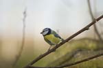 Mésange bleue 2