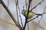 Mésange bleue 6