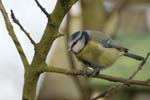 Mésange bleue 9