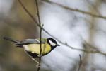 Mésange charbnonnière 1