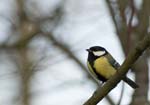 Mésange charbonnière