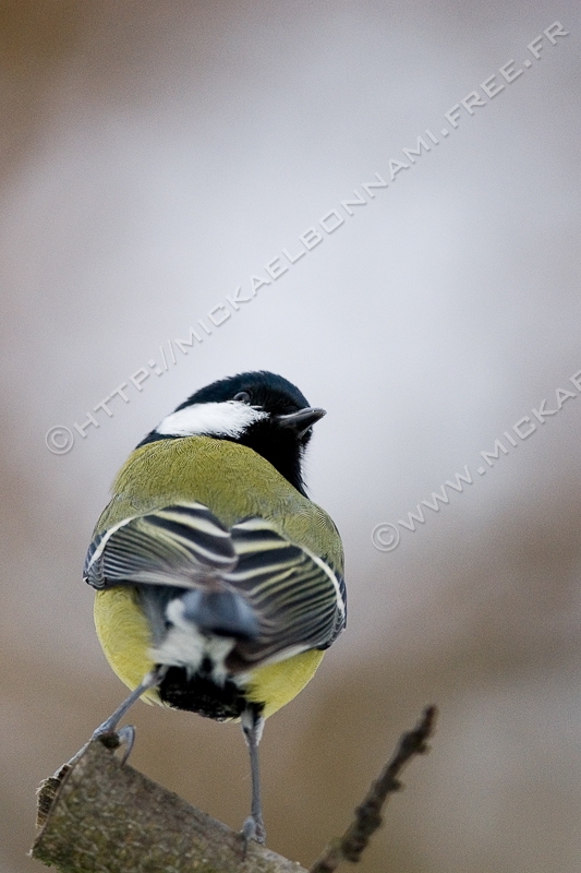 NIKON D200 - 300.0 mm f/4.0