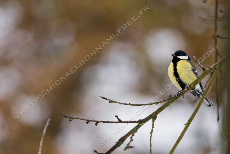 NIKON D200 - 300.0 mm f/4.0