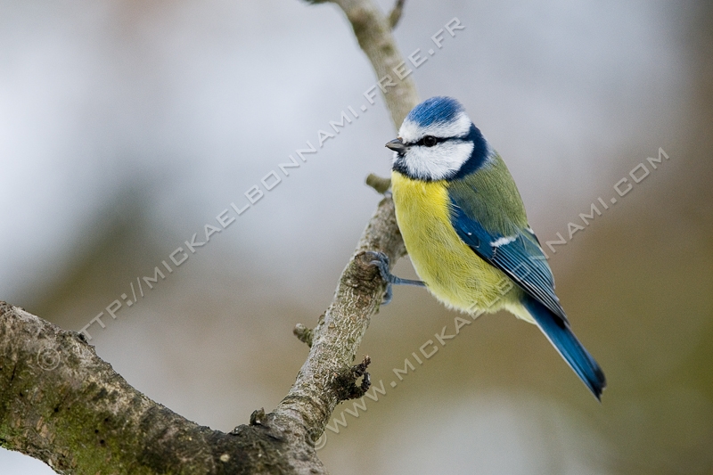 NIKON D200 - 300.0 mm f/4.0