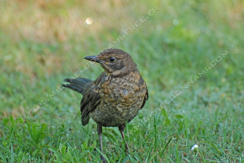 Oiseaux des jardins (1)