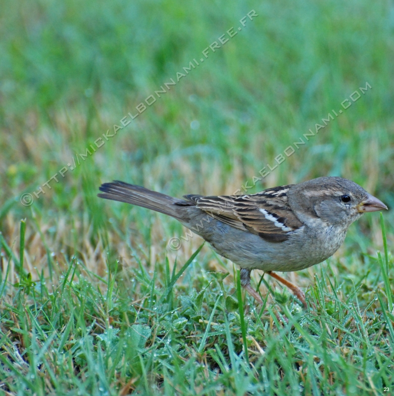 Oiseaux des jardins (10)