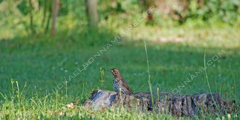 Oiseaux des jardins (14)