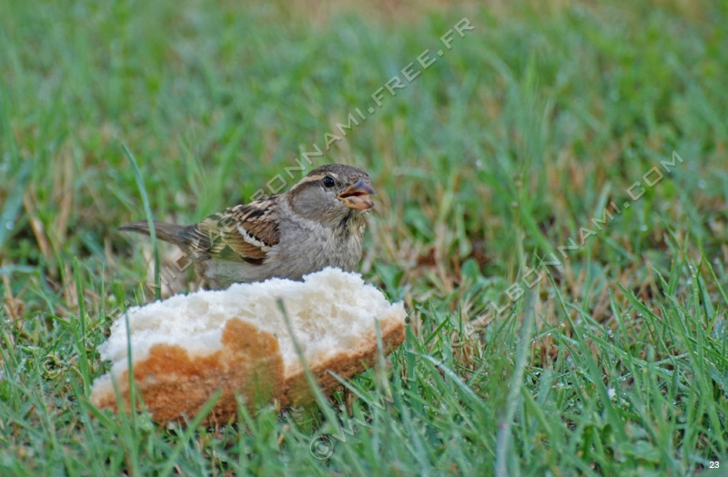 Oiseaux des jardins (15)