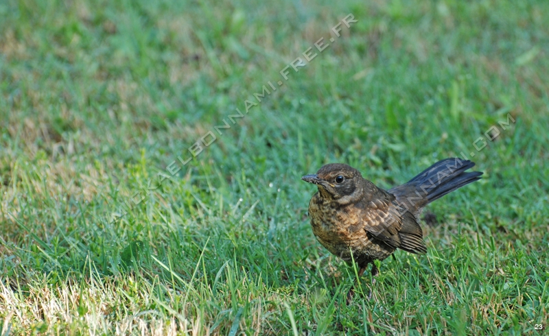Oiseaux des jardins (16)