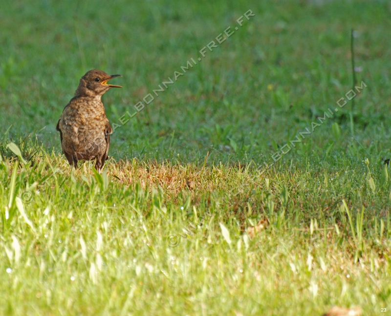 Oiseaux des jardins (2)