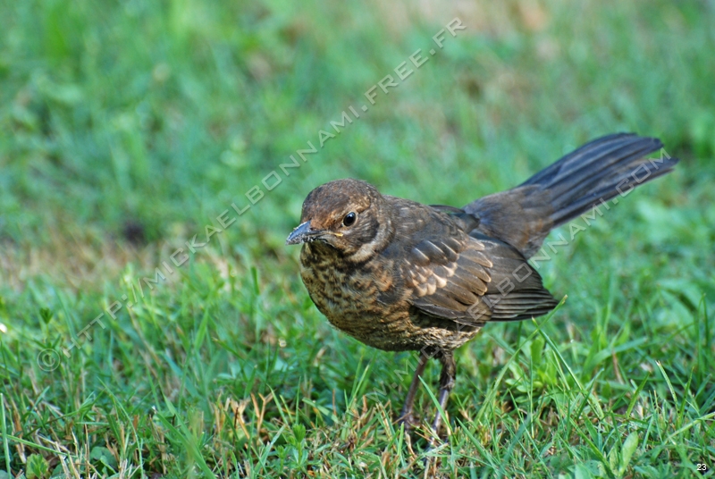 Oiseaux des jardins (6)