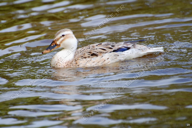 Parc Bordelais (3)