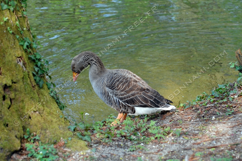 Parc de Majolan (5)