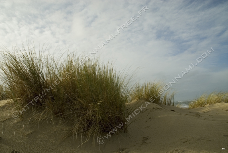 Dune (4)