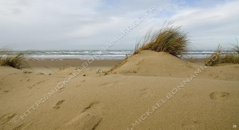 Dune (7)