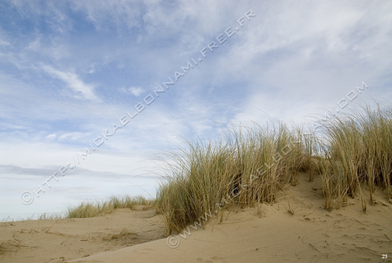 Dune