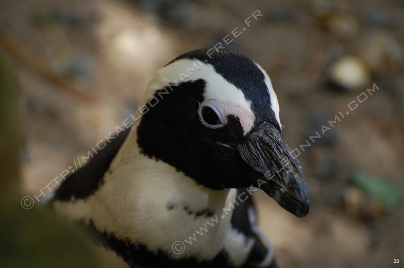 Zoo de la Palmyre (11)