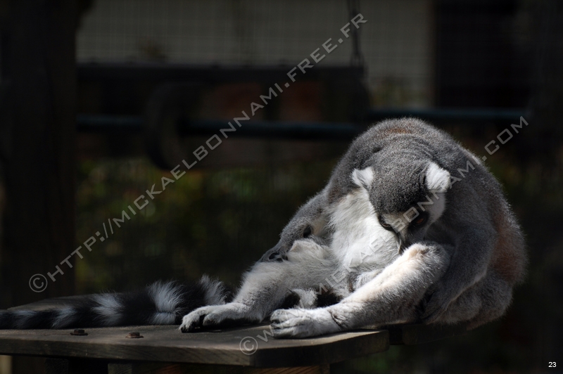 Zoo de la Palmyre (12)