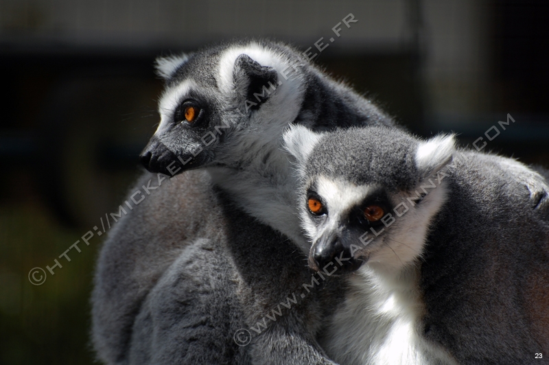 Zoo de la Palmyre (13)