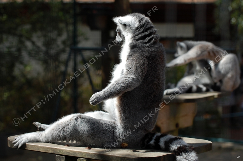 Zoo de la Palmyre (15)