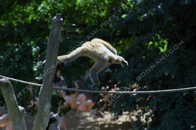 Zoo de la Palmyre (29)