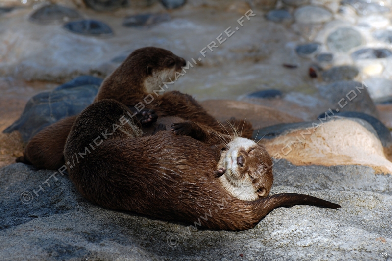 Zoo de la Palmyre (3)