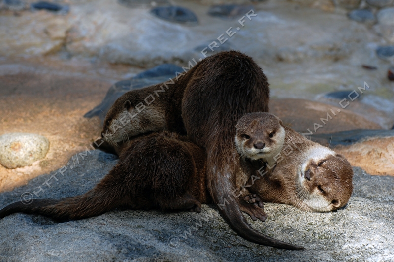 Zoo de la Palmyre (4)