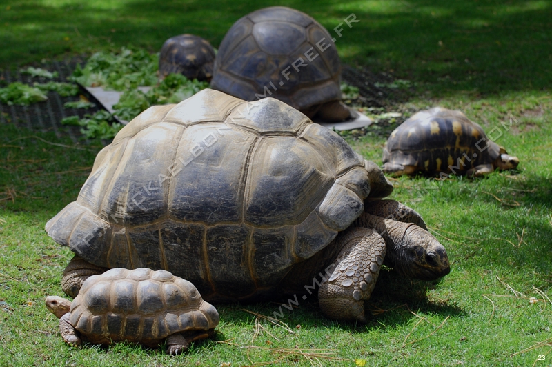 Zoo de la Palmyre (41)