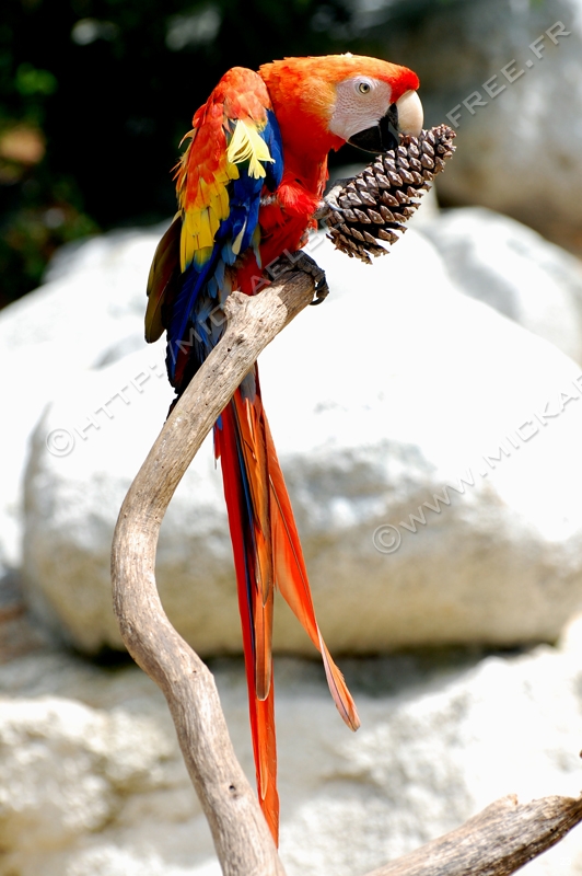Zoo de la Palmyre (43)