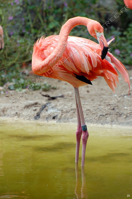Zoo de la Palmyre (54)