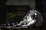 Zoo de la Palmyre (12)