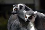 Zoo de la Palmyre (13)
