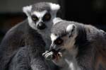 Zoo de la Palmyre (14)