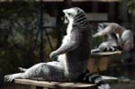 Zoo de la Palmyre (15)