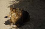 Zoo de la Palmyre (16)